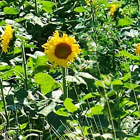 Les Garrigues